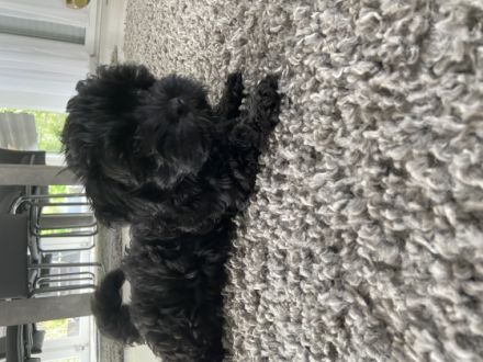 Hallo an alle Hundeliebhaber Wir sind sechs reinrassige