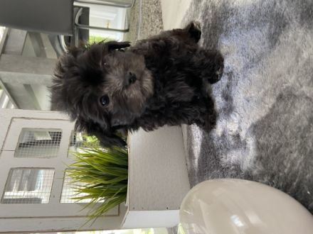 Hallo an alle Hundeliebhaber Wir sind sechs reinrassige