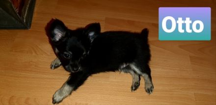 Einer von fünf süßen Chihuahua's in der Farbe Black-Tan