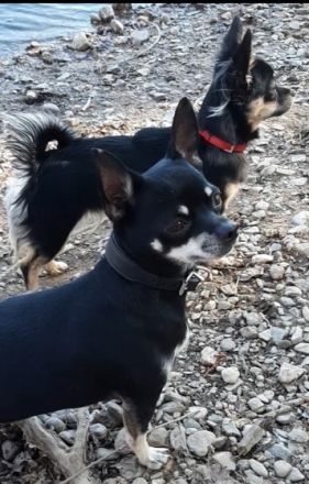 Einer von fünf süßen Chihuahua's in der Farbe Black-Tan