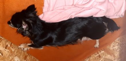 Einer von fünf süßen Chihuahua's in der Farbe Black-Tan