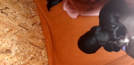 Einer von fünf süßen Chihuahua's in der Farbe Black-Tan