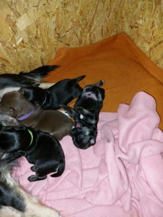 Einer von fünf süßen Chihuahua's in der Farbe Black-Tan