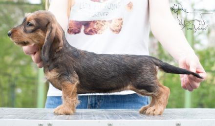 Dachshund standard wire-haired. Promising for show and