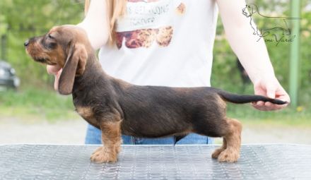 Dachshund standard wire-haired. Promising for show and