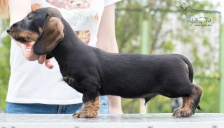 Dachshund standard wire-haired. Promising for show and