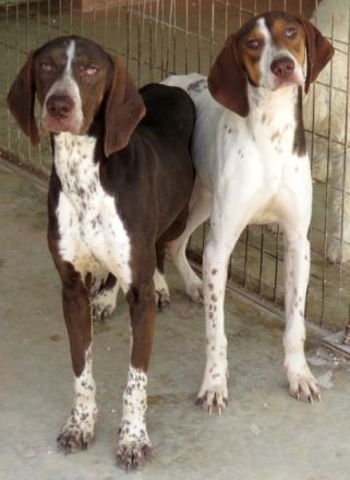 Dec (Mischling, männlich, Pointer-X)