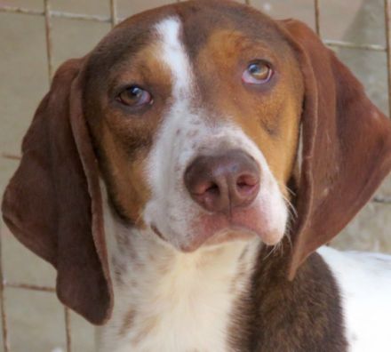 Dec (Mischling, männlich, Pointer-X)