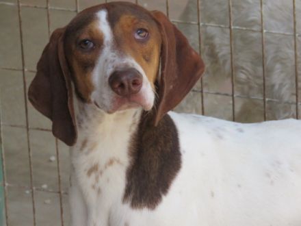 Dec (Mischling, männlich, Pointer-X)