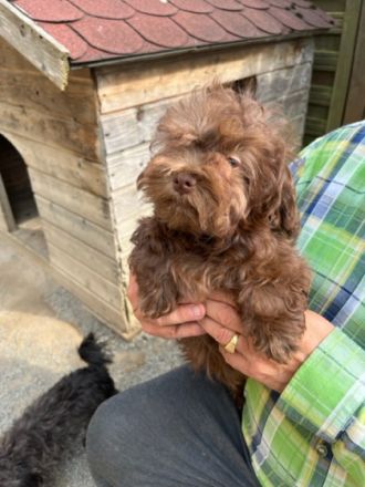 Bolonka Rüde 4 einhalb Monate mit Papiere, Chip, kpl.