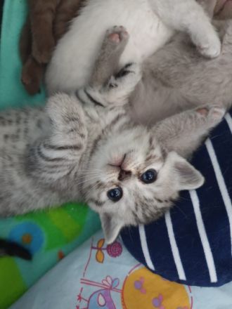 Ich biete 2 Britisch-Kurzhaar Babykatzen (Kater) Unsere