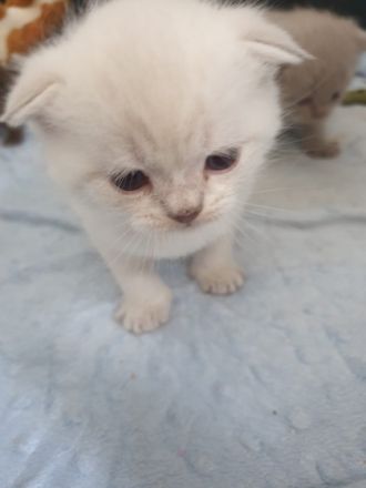 Ich biete 2 Britisch-Kurzhaar Babykatzen (Kater) Unsere