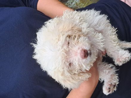 Lagotto romagnolo