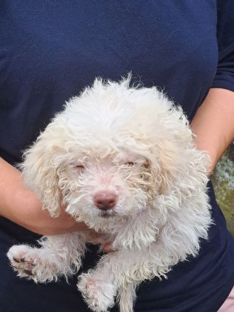 Lagotto romagnolo