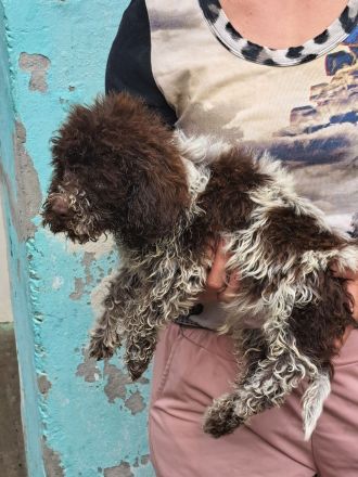 Lagotto romagnolo