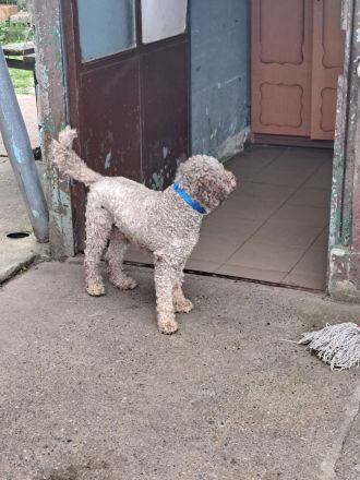 Lagotto romagnolo