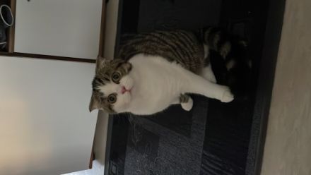 Mini, Unsere wunderschöne Kätzchen suchen eines neue