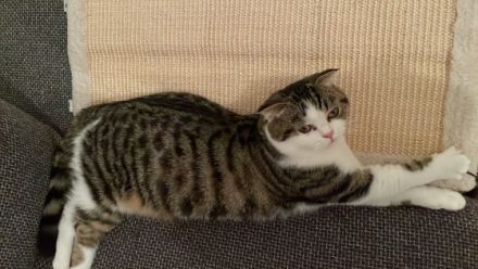 Mini, Unsere wunderschöne Kätzchen suchen eines neue