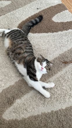 Mini, Unsere wunderschöne Kätzchen suchen eines neue