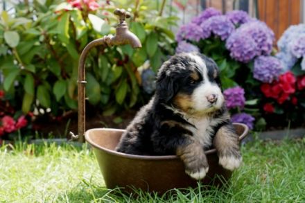 Schauen Sie auf Facebook unsere Seite : die Berner vom