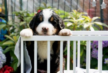 Schauen Sie auf Facebook unsere Seite : die Berner vom