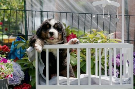 Schauen Sie auf Facebook unsere Seite : die Berner vom