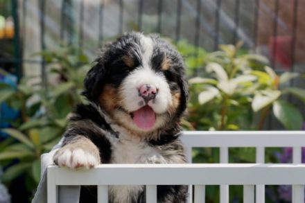 Schauen Sie auf Facebook unsere Seite : die Berner vom