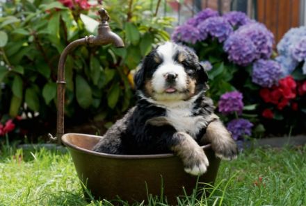 Schauen Sie auf Facebook unsere Seite : die Berner vom