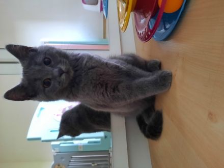 Hallo, Liebe Tierfreunde! Unsere Katze hat am 24.01.22