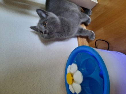 Hallo, Liebe Tierfreunde! Unsere Katze hat am 24.01.22