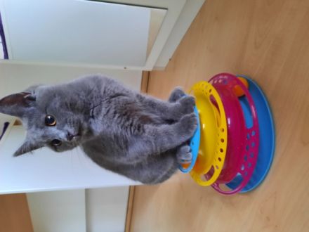 Hallo, Liebe Tierfreunde! Unsere Katze hat am 24.01.22