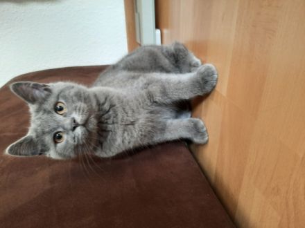 Hallo, Liebe Tierfreunde! Unsere Katze hat am 24.01.22