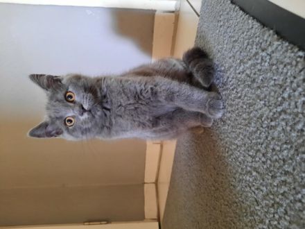 Hallo, Liebe Tierfreunde! Unsere Katze hat am 24.01.22