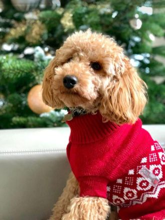 Apricot Fawn Zwergpudel Deckrüde Erfahren Ahnentafel Gentest Patella frei Zuchttauglich KeinVerkauf!