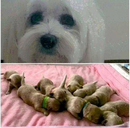 Apricot Fawn Zwergpudel Deckrüde Erfahren Ahnentafel Gentest Patella frei Zuchttauglich KeinVerkauf!