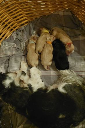 Apricot Fawn Zwergpudel Deckrüde Erfahren Ahnentafel Gentest Patella frei Zuchttauglich KeinVerkauf!