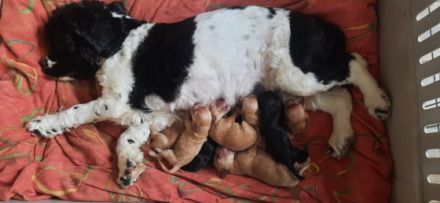 Apricot Fawn Zwergpudel Deckrüde Erfahren Ahnentafel Gentest Patella frei Zuchttauglich KeinVerkauf!