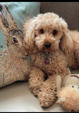 Apricot Fawn Zwergpudel Deckrüde Erfahren Ahnentafel Gentest Patella frei Zuchttauglich KeinVerkauf!