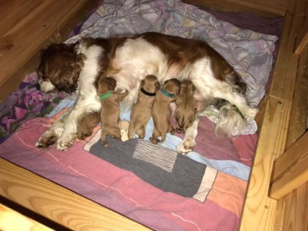 Apricot Fawn Zwergpudel Deckrüde Erfahren Ahnentafel Gentest Patella frei Zuchttauglich KeinVerkauf!