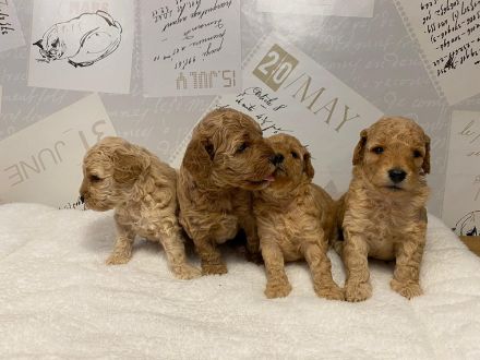 Apricot Fawn Zwergpudel Deckrüde Erfahren Ahnentafel Gentest Patella frei Zuchttauglich KeinVerkauf!