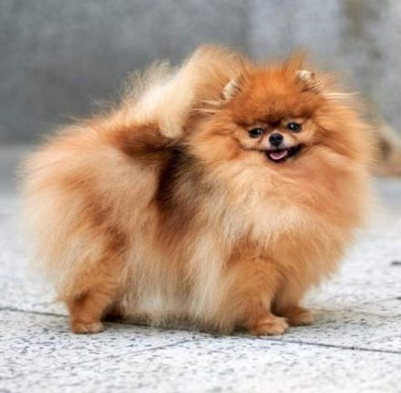 The Small Step kennel