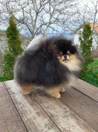 The Small Step kennel