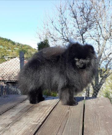 The Small Step kennel