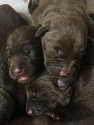 …Am 14.5.2022 kamen 7 kräftige, gesunde Labradorwelpen