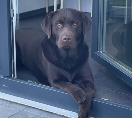 …Am 14.5.2022 kamen 7 kräftige, gesunde Labradorwelpen