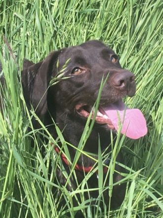 …Am 14.5.2022 kamen 7 kräftige, gesunde Labradorwelpen