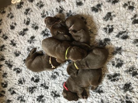 …Am 14.5.2022 kamen 7 kräftige, gesunde Labradorwelpen
