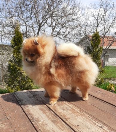 Boy and Girl pomeranian, Offer male and female pet