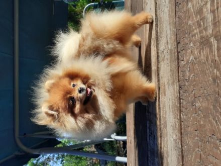 Boy and Girl pomeranian, Offer male and female pet