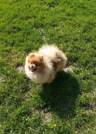 Boy and Girl pomeranian, Offer male and female pet